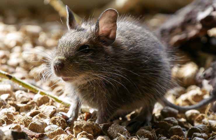 Morsa ratto sonno lago sangue paura