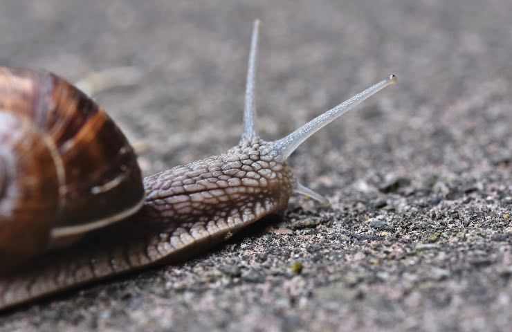 lumache giganti pericolose uomo