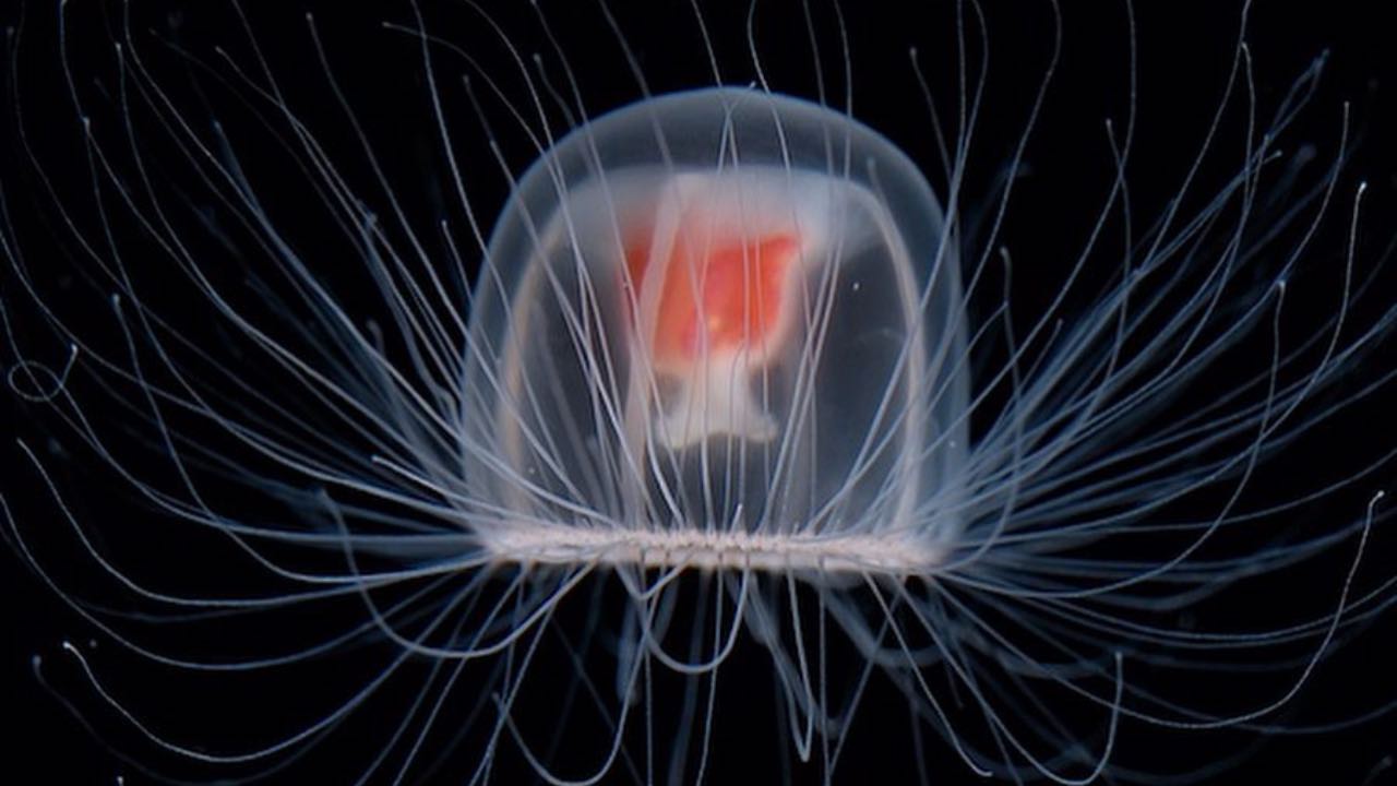 meduse immortali cosa sono