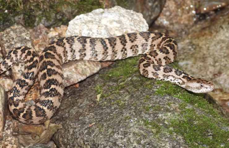 nuova specie serpente velenoso