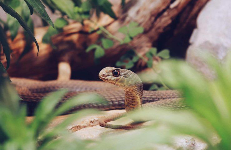 nuova specie serpente velenoso