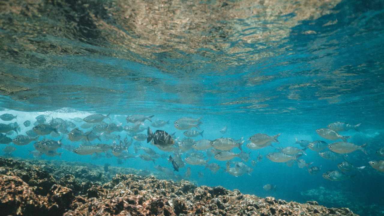 fondale ricci di mare