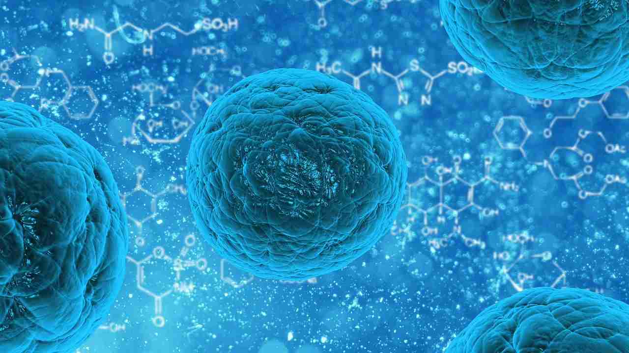 Batterio visto al microscopio