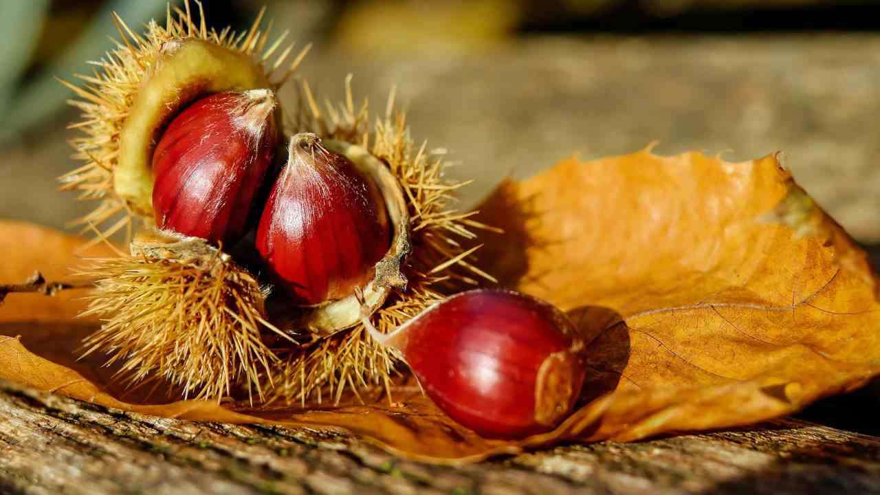 Castagne frutti di autunno