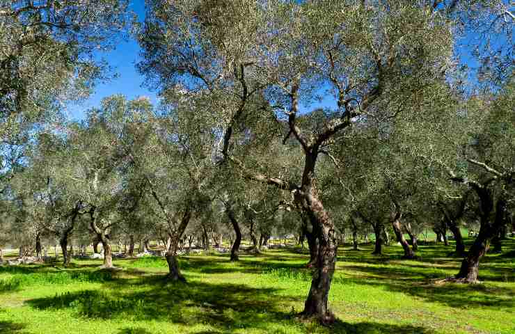 cura delle piante a settembre